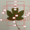 Morphologic variability of the Acer campestre ...