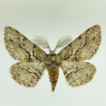 New discoveries of Geometridae (Lepidoptera) ...