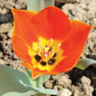 Rare species of Tulipa (Liliaceae) from ...