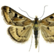New records of Crambidae (Insecta, Lepidoptera) ...